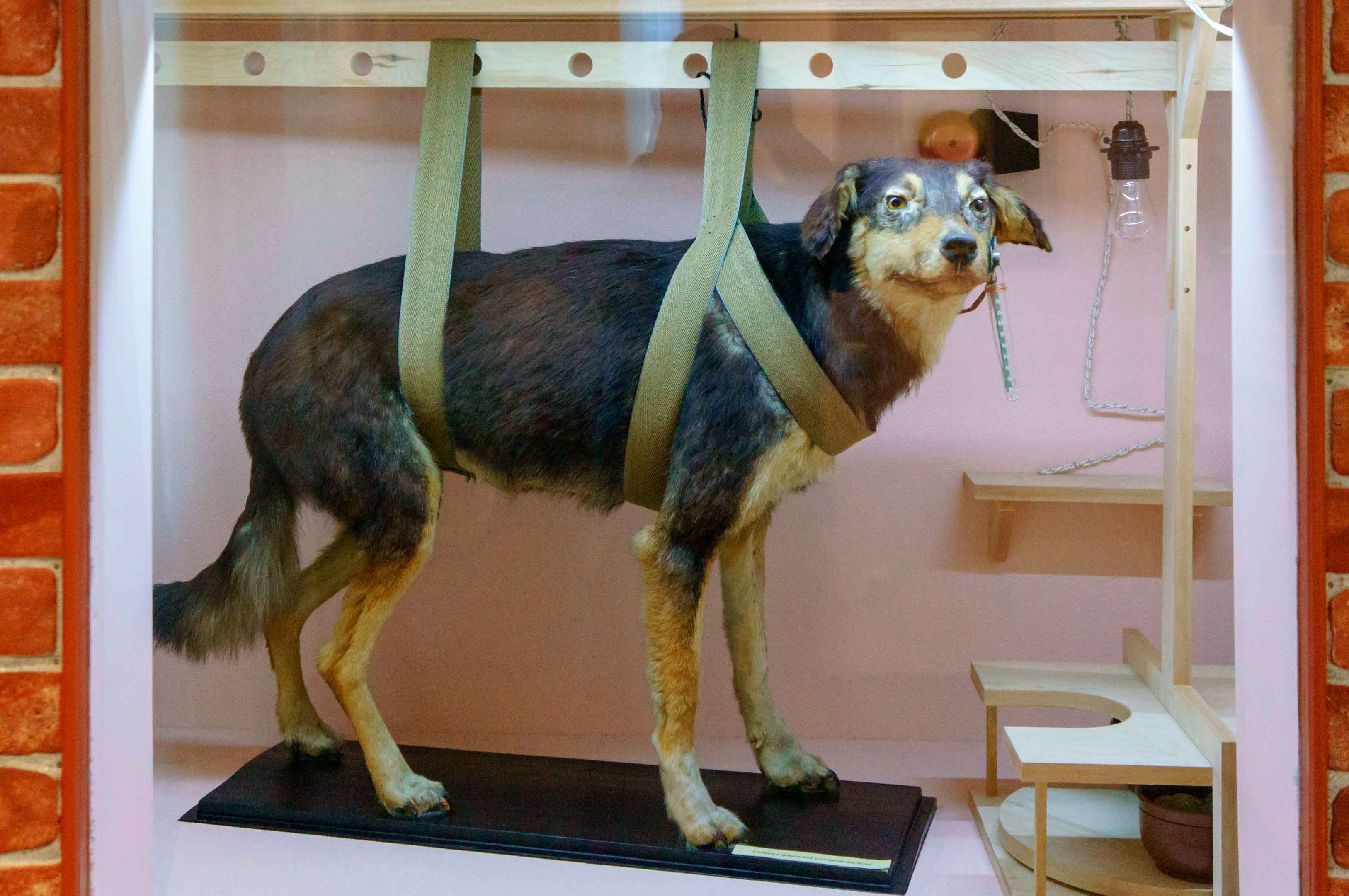Музей гигиены