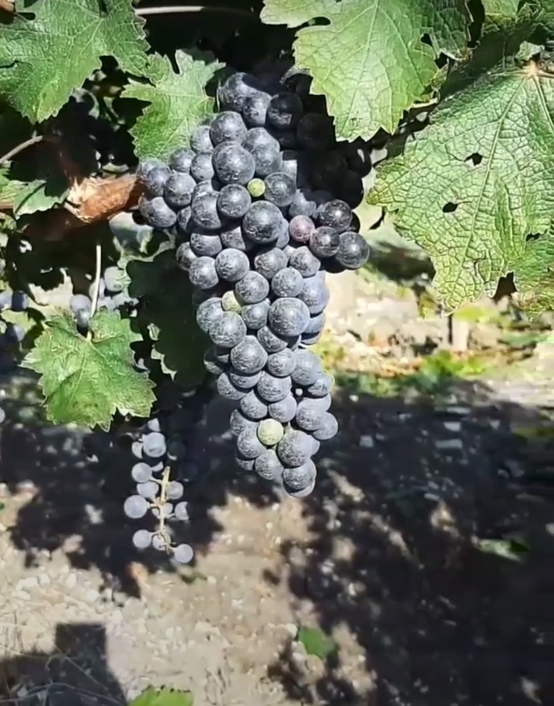 Винодельня SUHOV winery