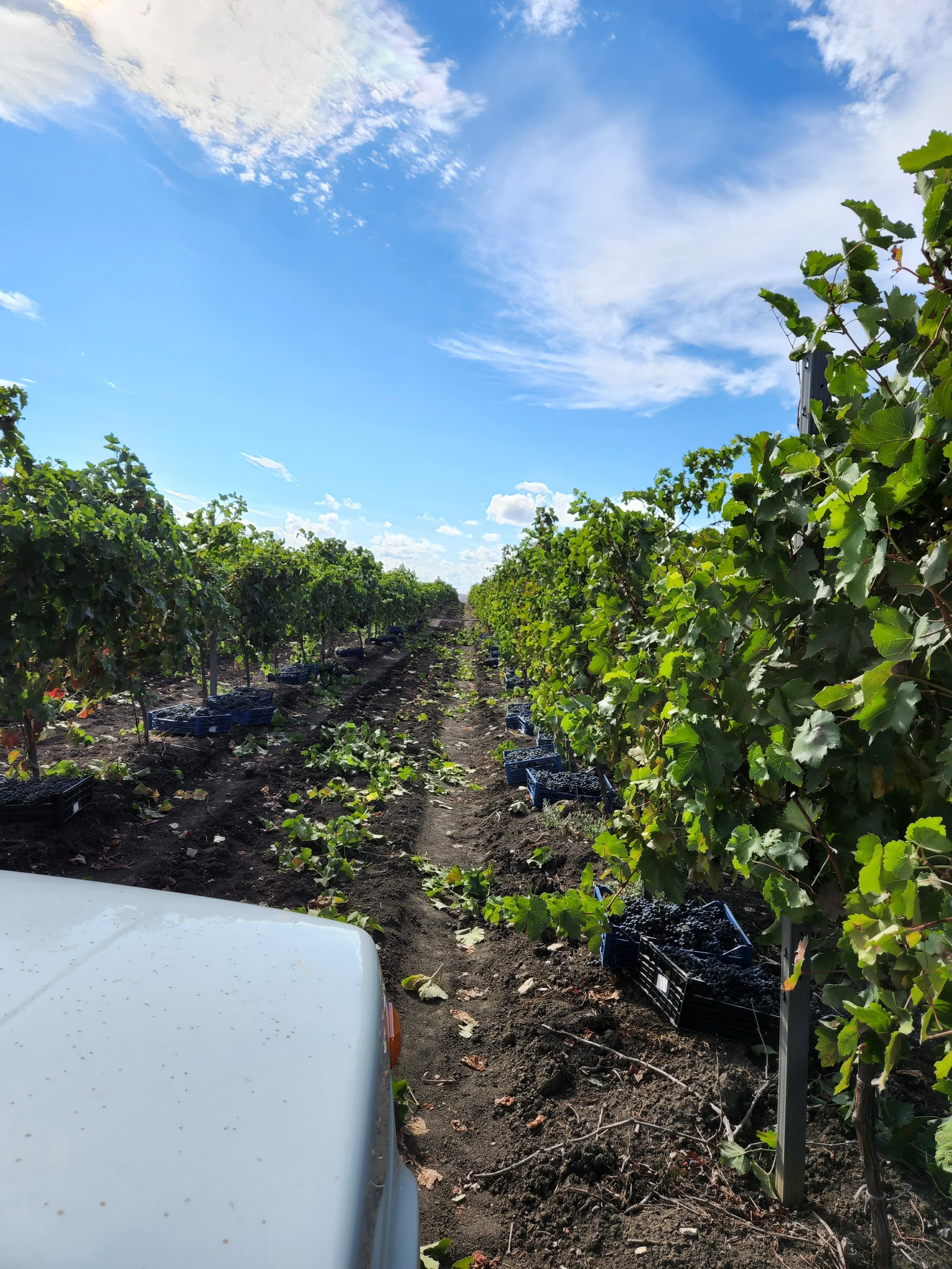 Винодельня SUHOV winery
