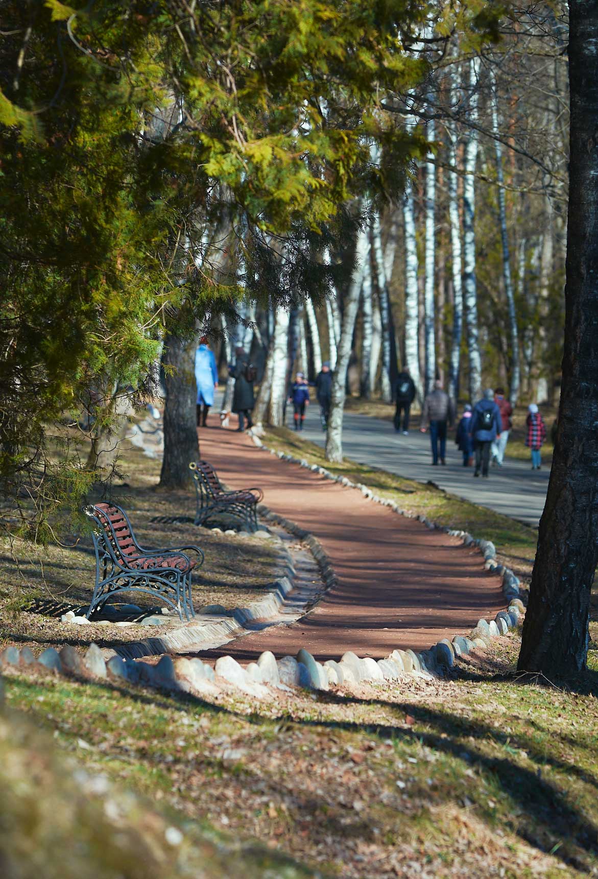 Березовая аллея
