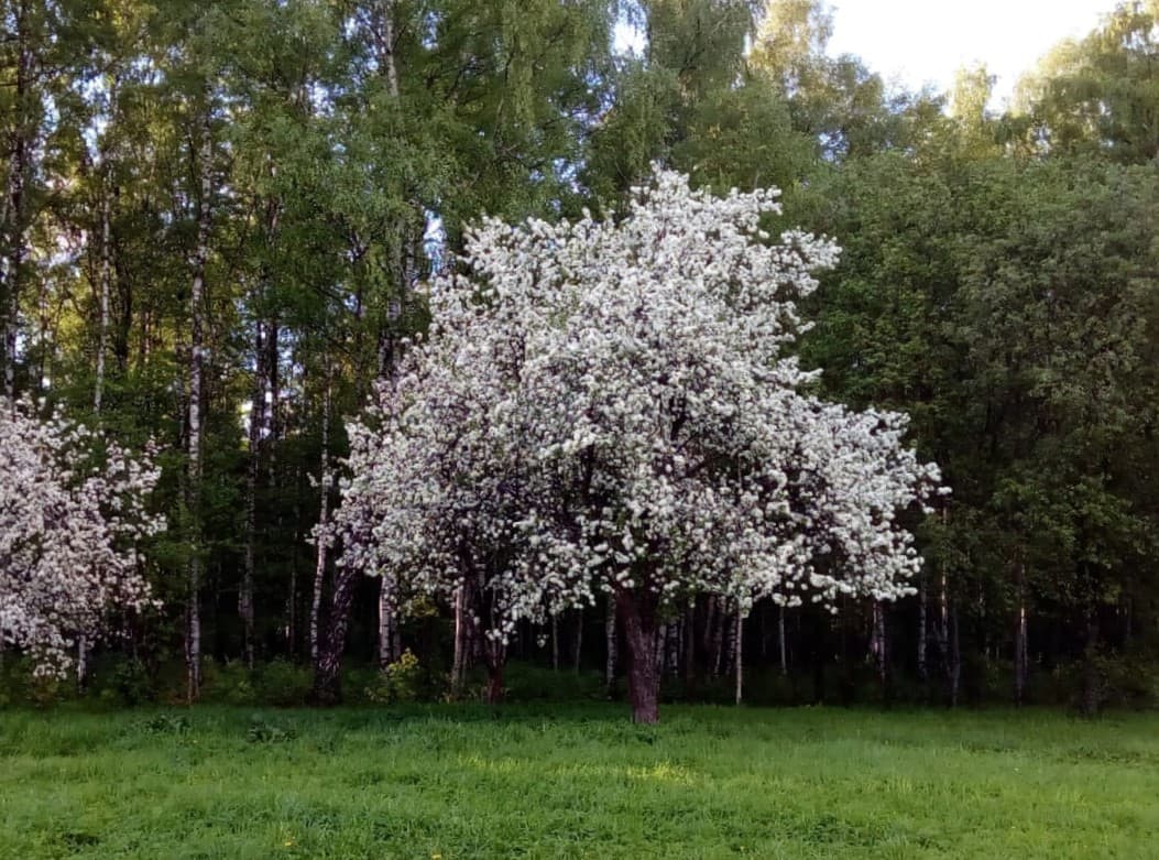 Пискаревский парк