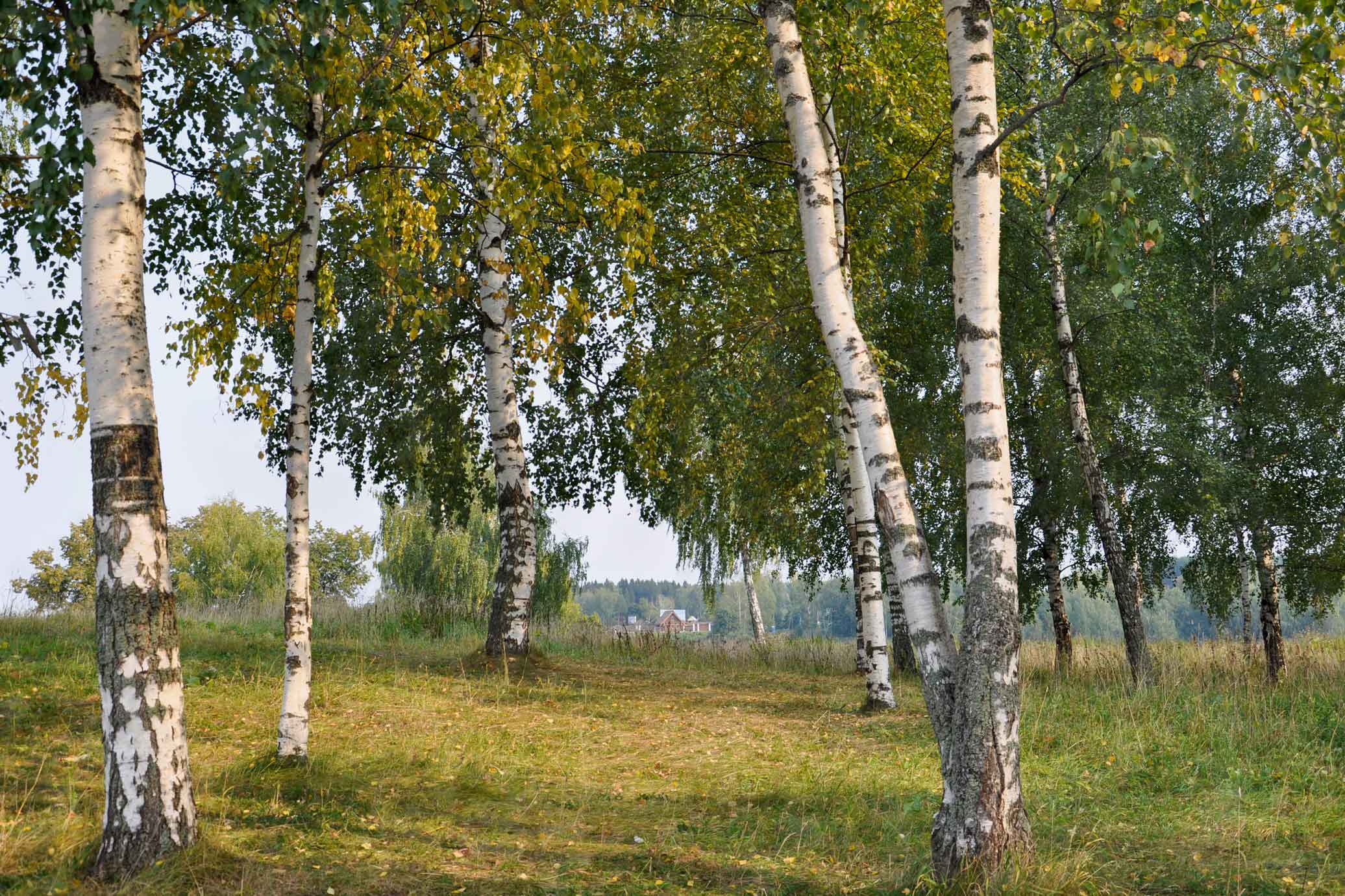 Березовая роща