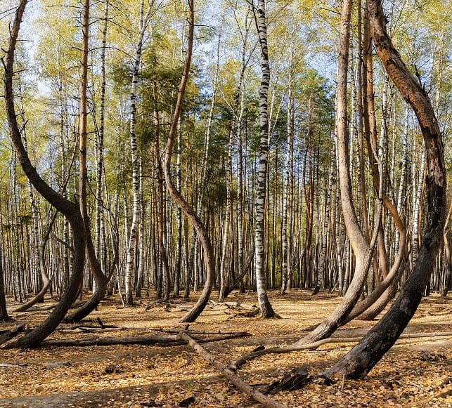 Танцующий лес