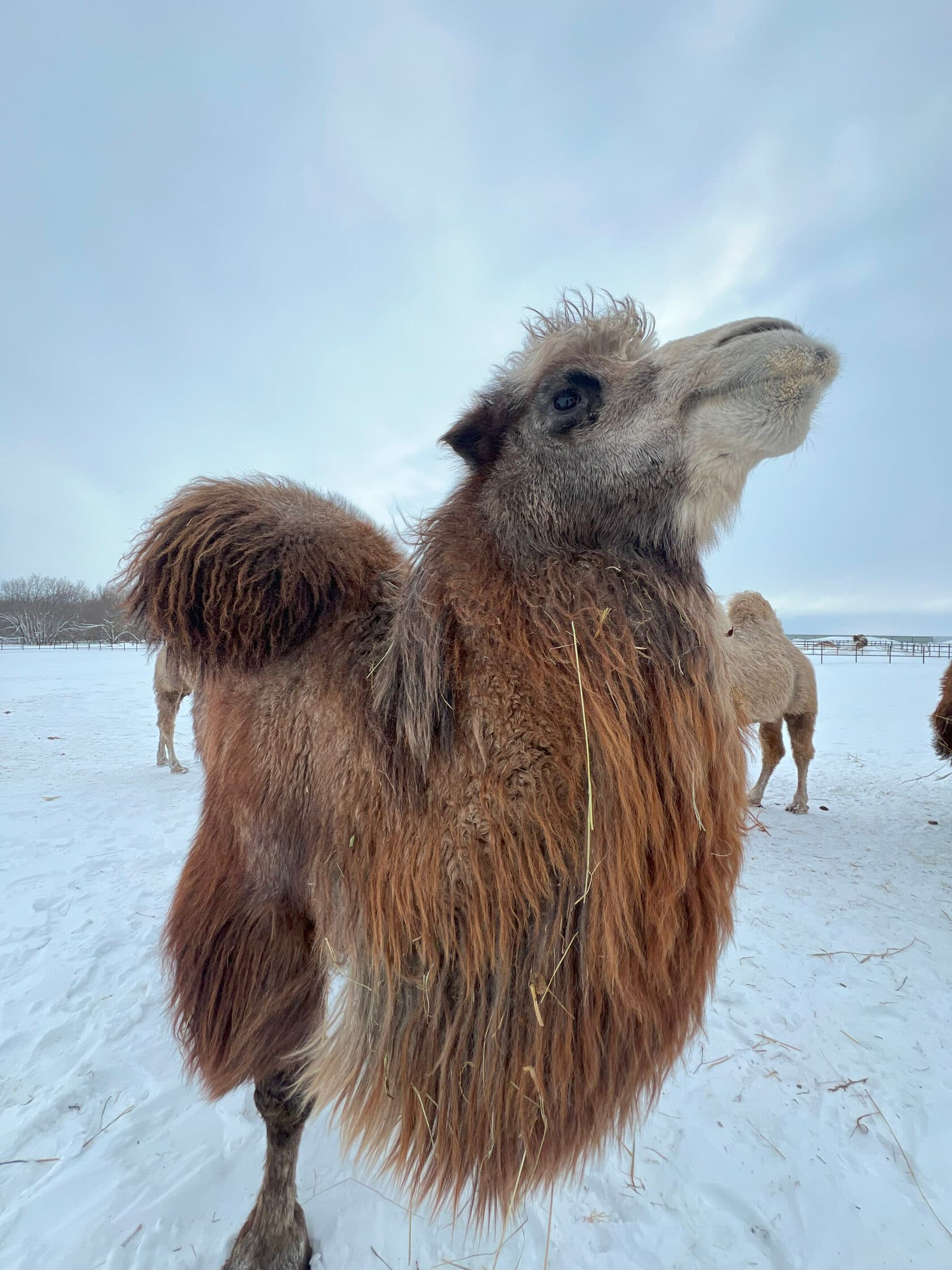 Посещение питомника верблюдов Camelrussia