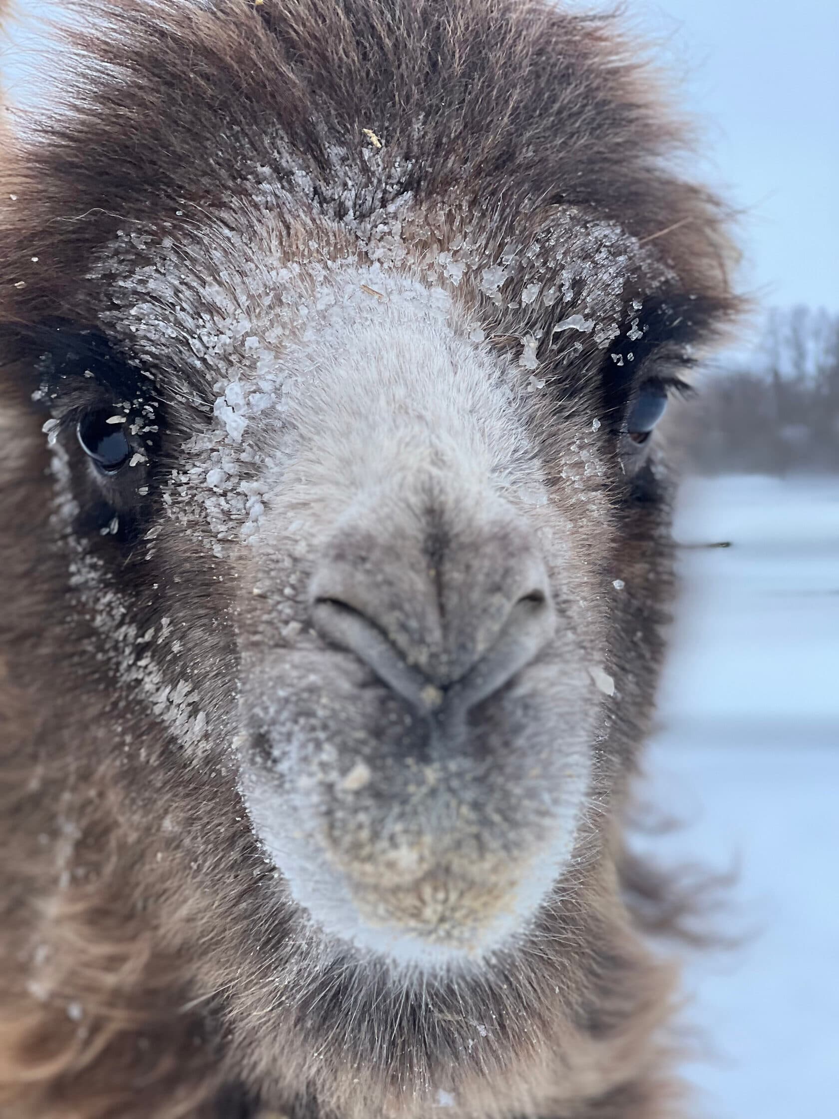 Посещение питомника верблюдов Camelrussia