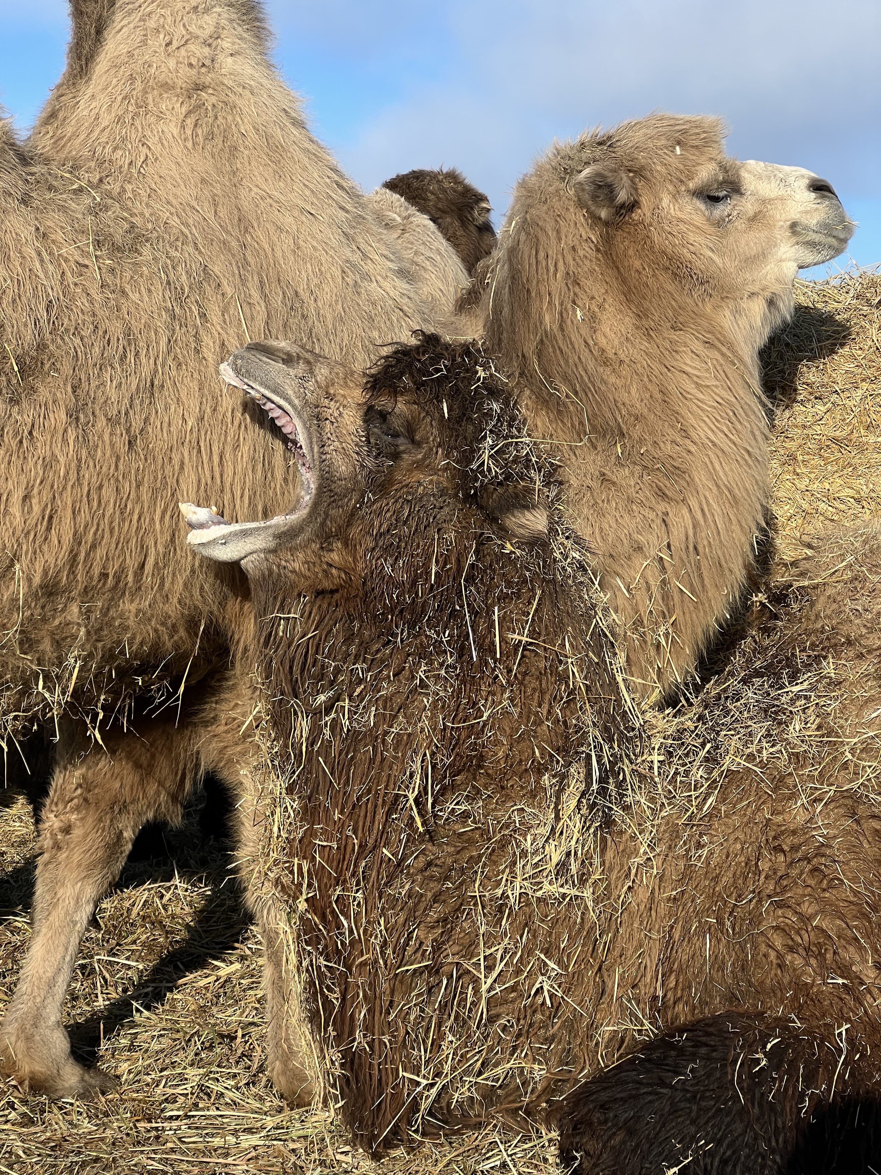 Посещение питомника верблюдов Camelrussia