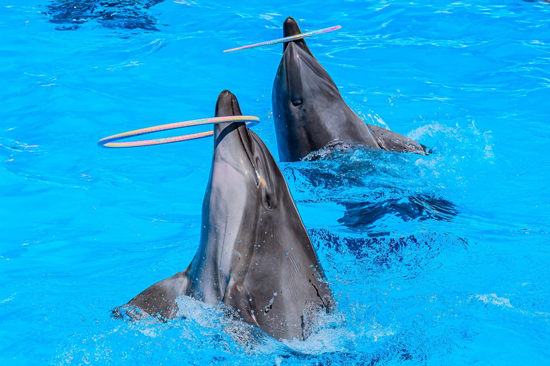 Ярославский океанариум Dolphin Planet