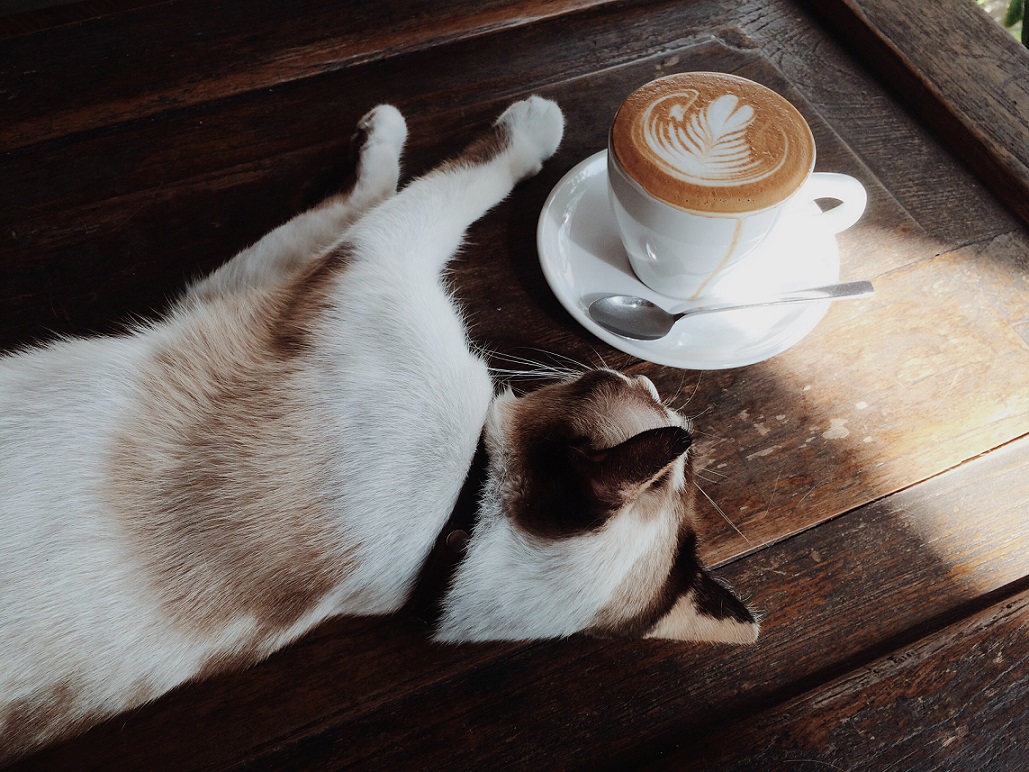 Котокафе «Кофетерий»