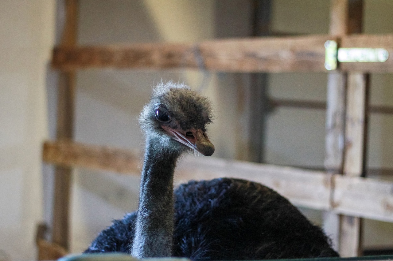 Экскурсия по страусиной ферме