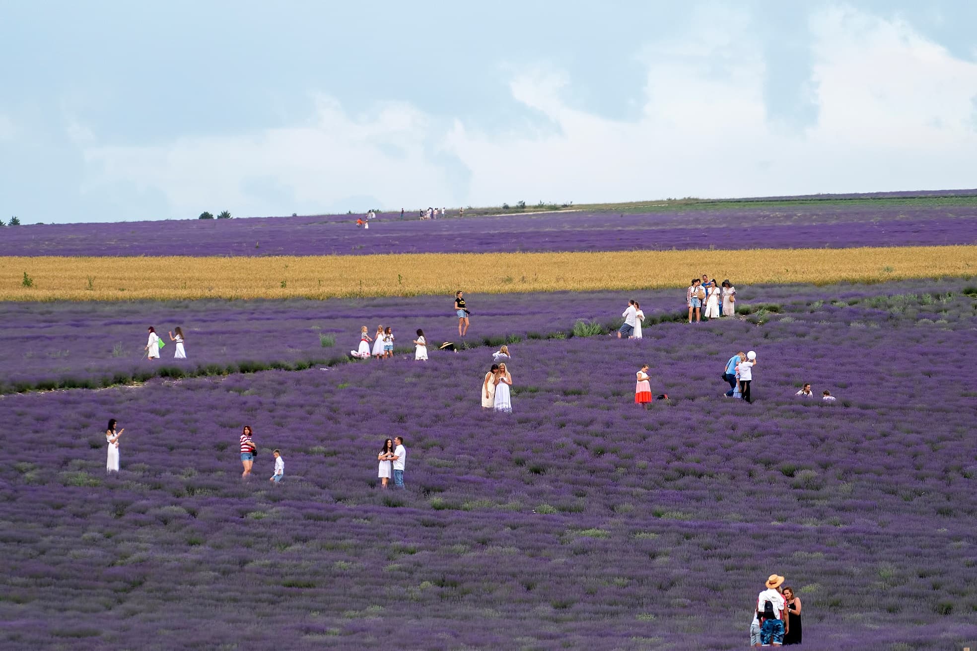 Лавандовые поля в селе Тургеневка