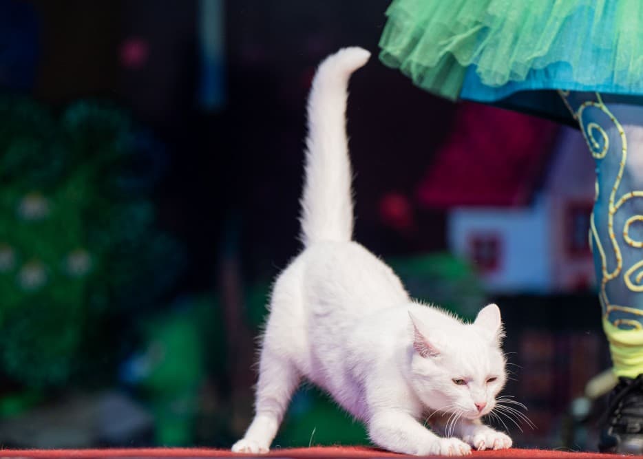 Коты спасают мир