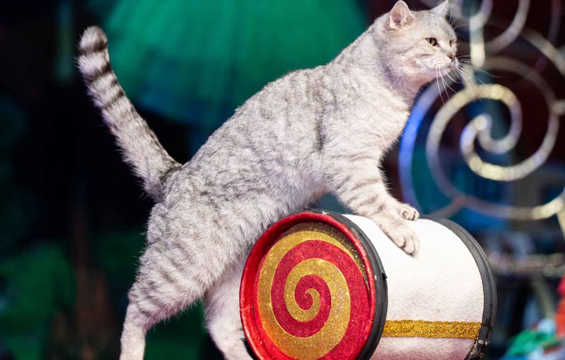 Коты спасают мир