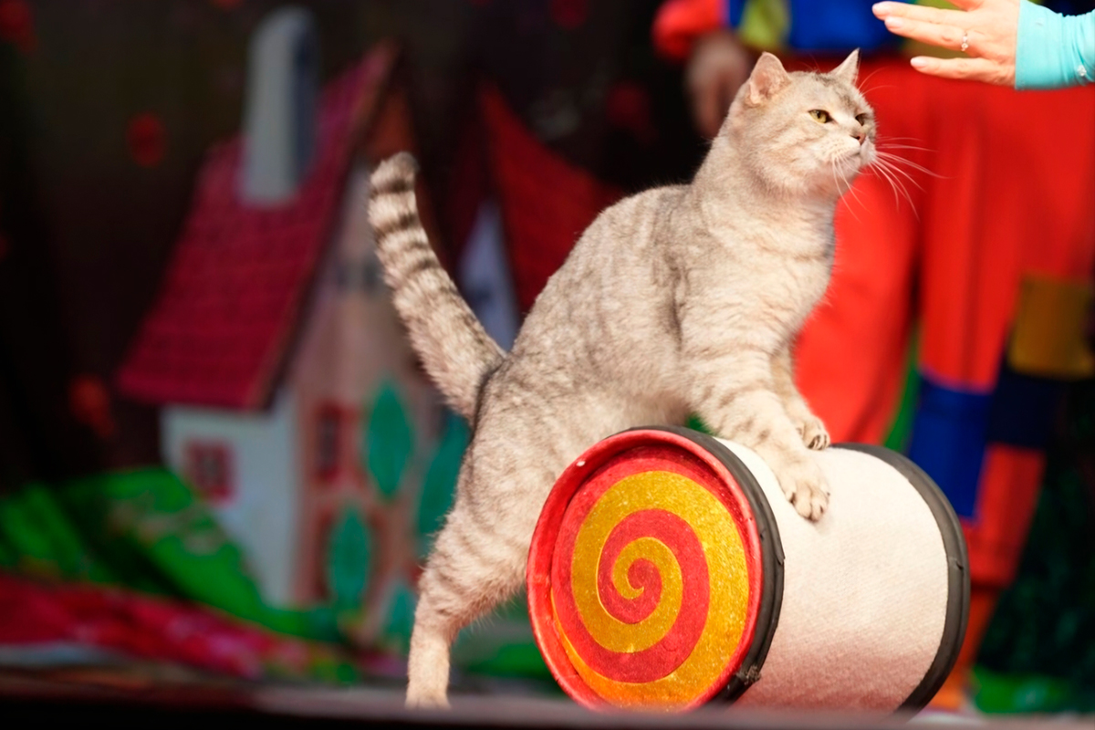 Коты спасают мир
