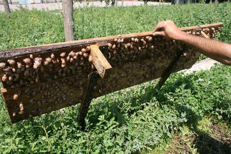 Улиточная ферма «Бэмби Лэнд»
