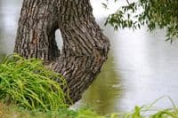 Центральный парк культуры и отдыха имени В.Г. Белинского