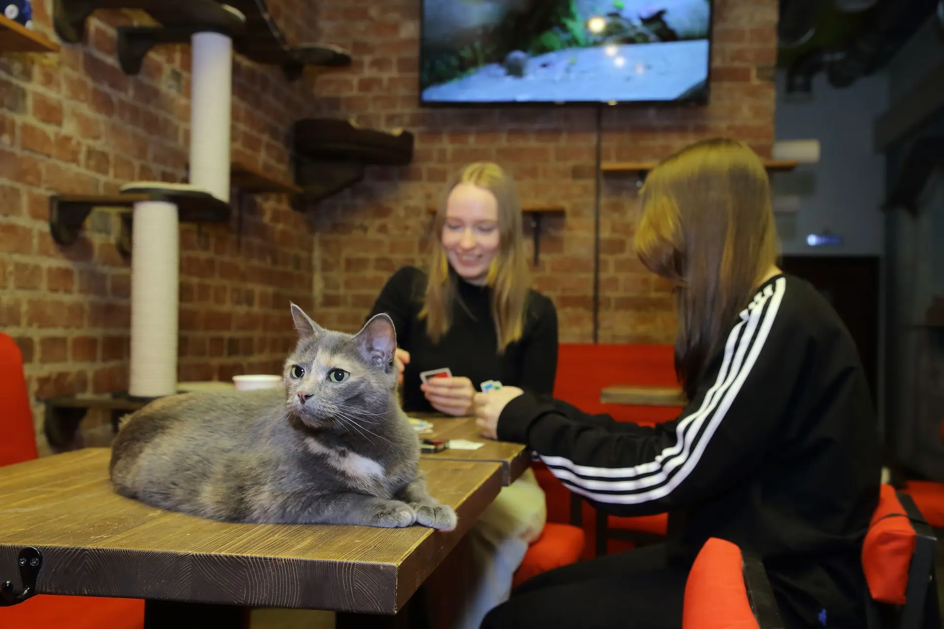 Посещение котокафе «MoreКот»