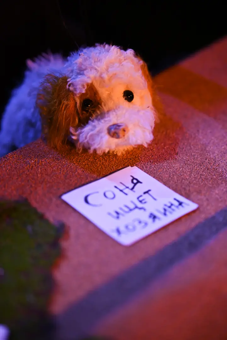 Умная собачка Соня