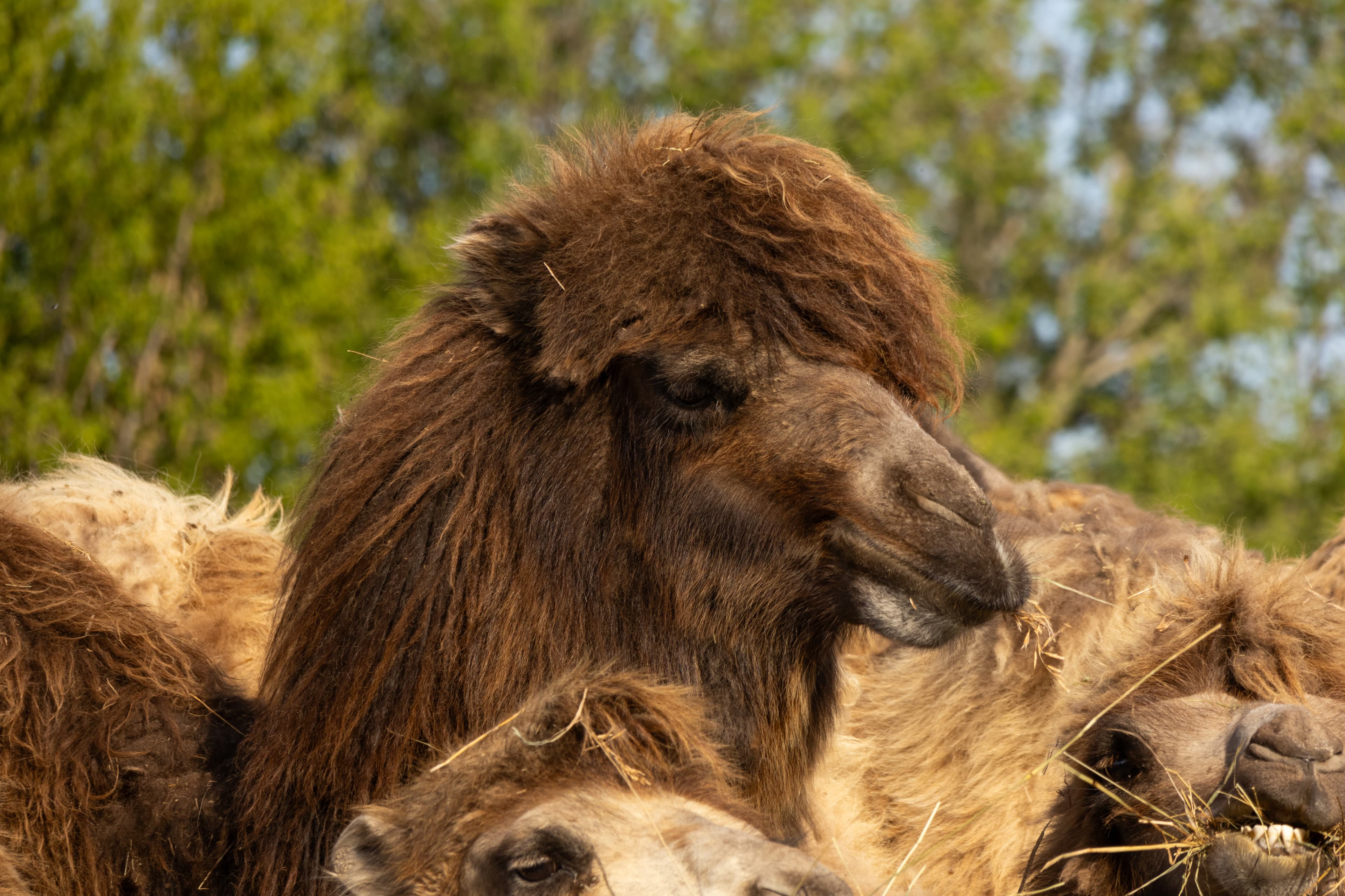 Посещение питомника верблюдов Camelrussia
