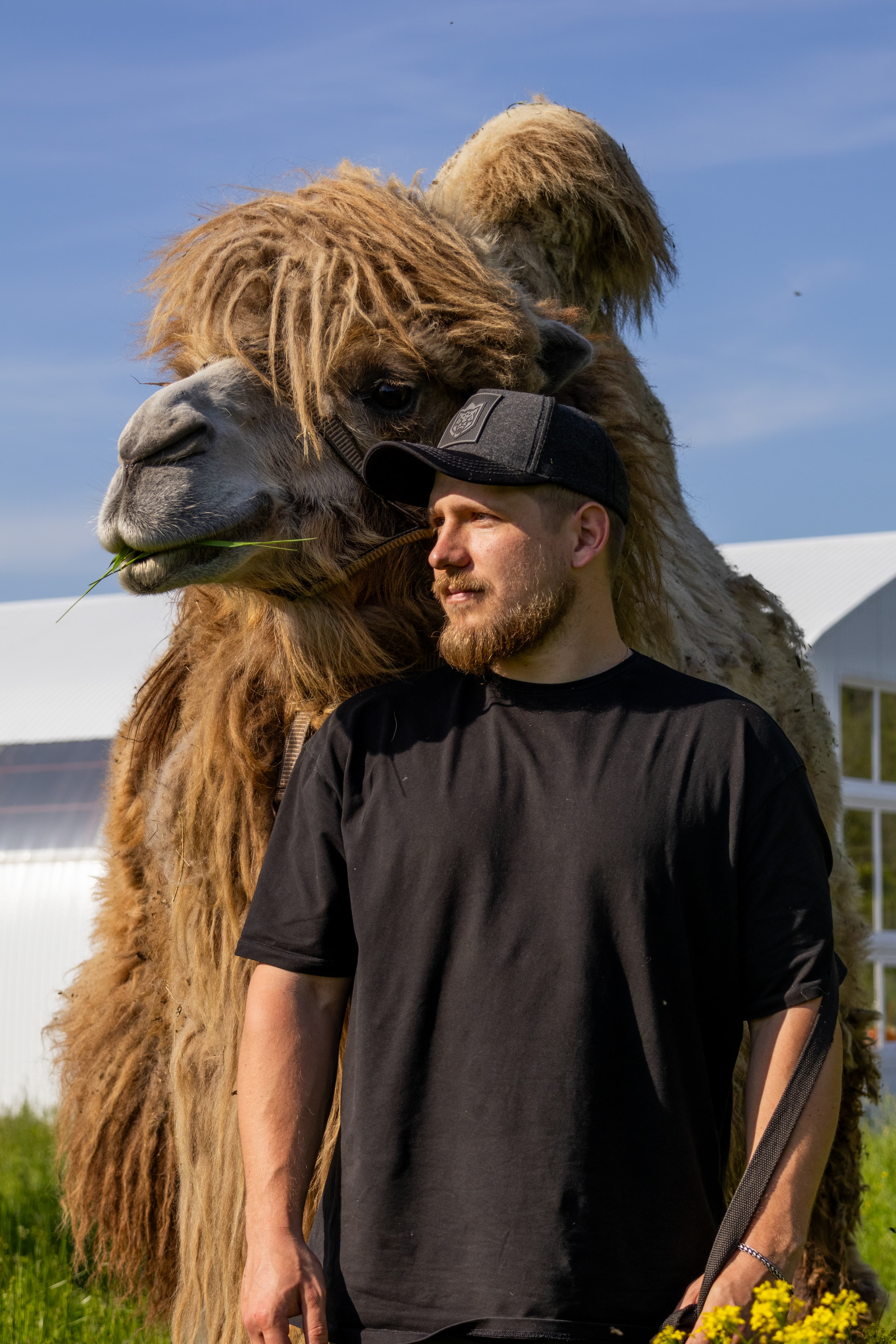 Посещение питомника верблюдов Camelrussia
