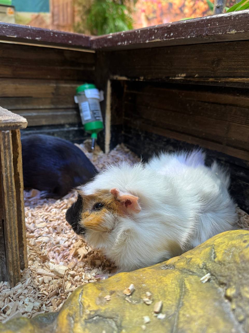Посещение зоопарка «100% доброты» Новороссийск