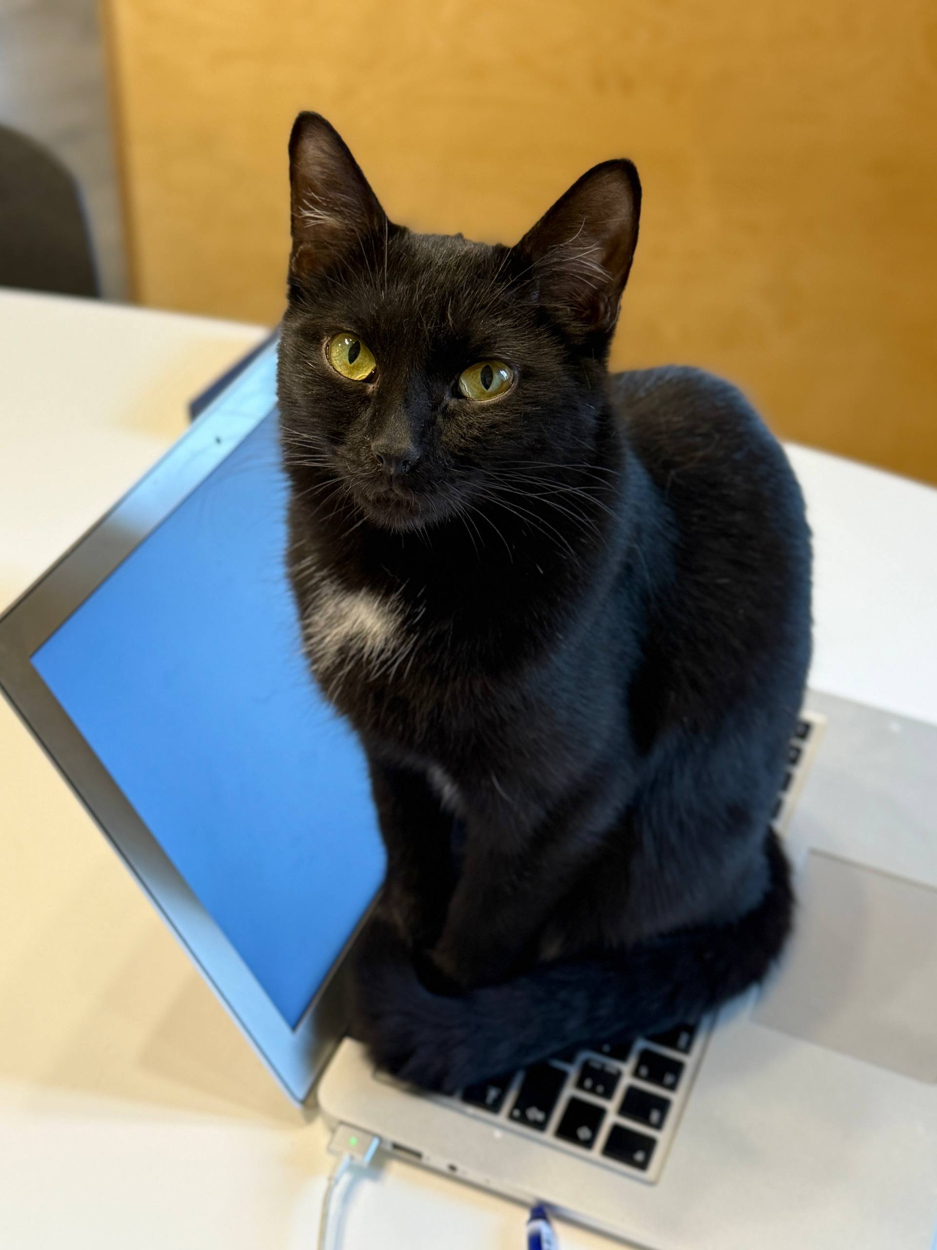«Котобюро»