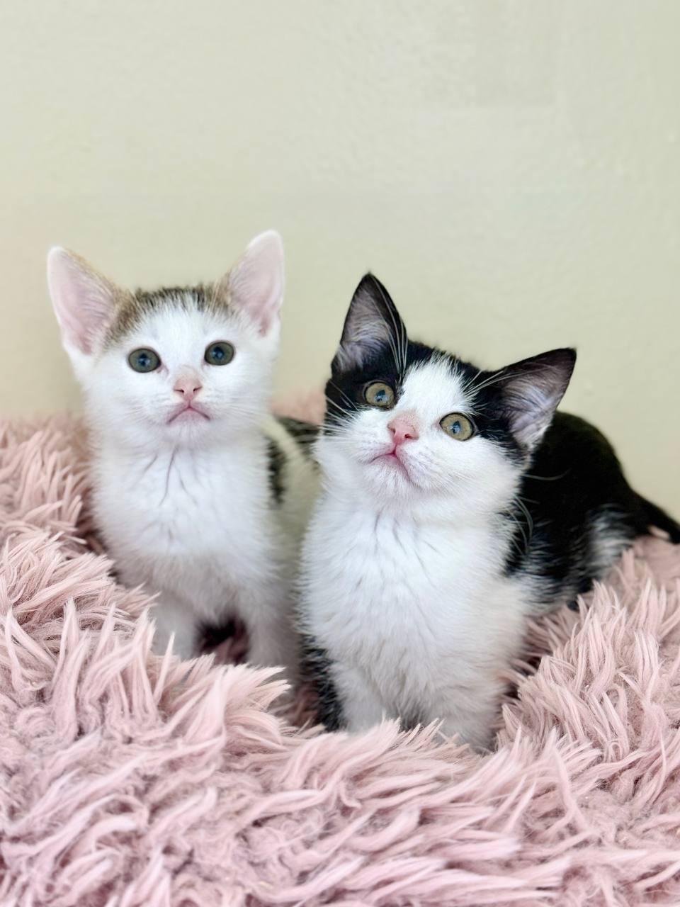 «Котобюро»