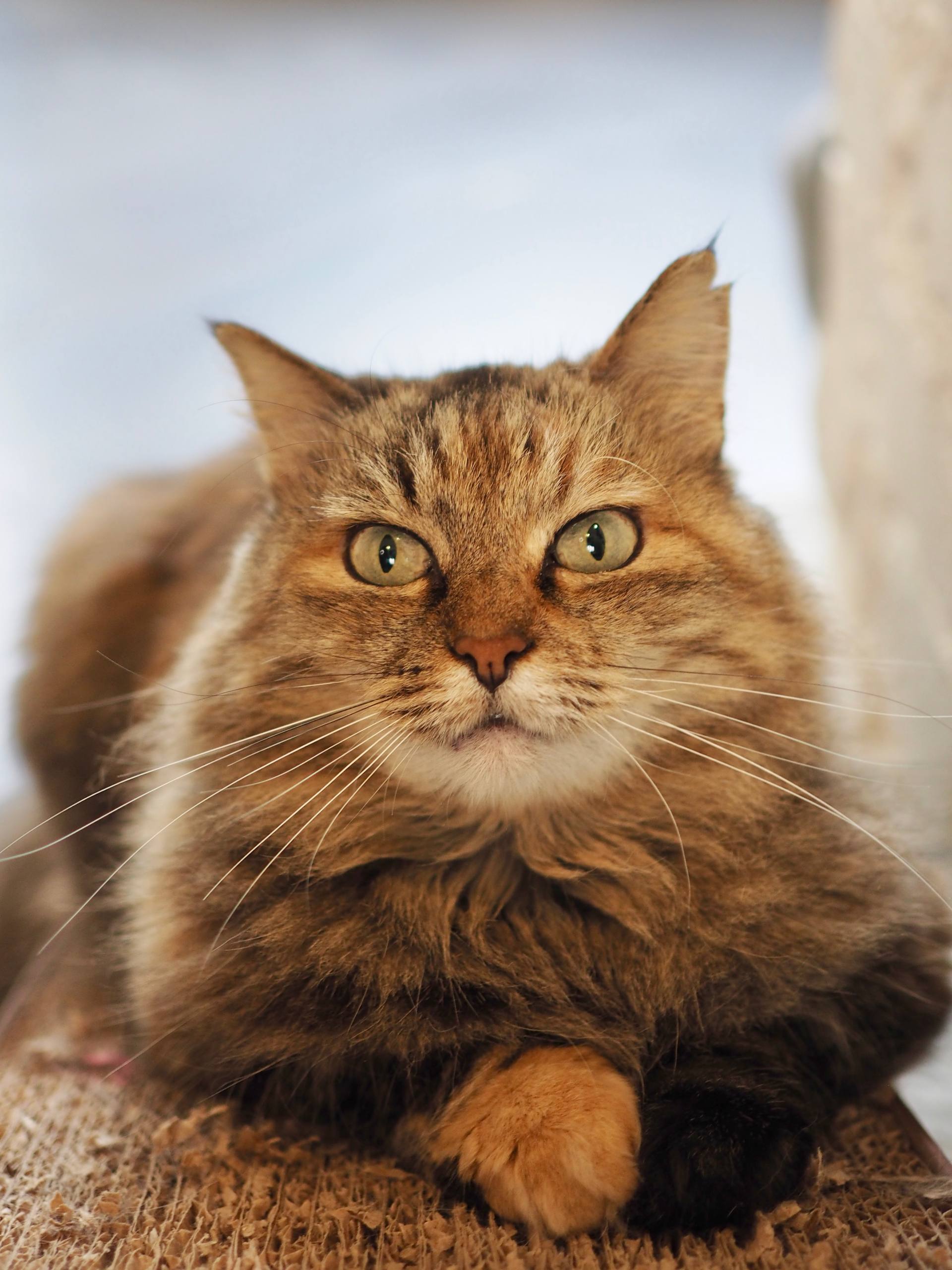 «Котобюро»