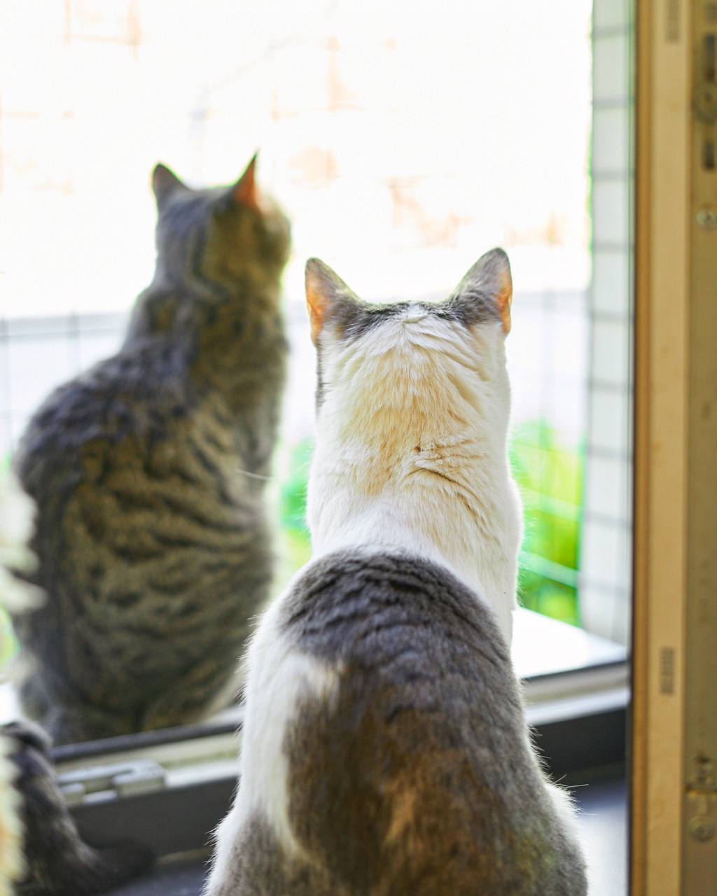 «Котобюро»