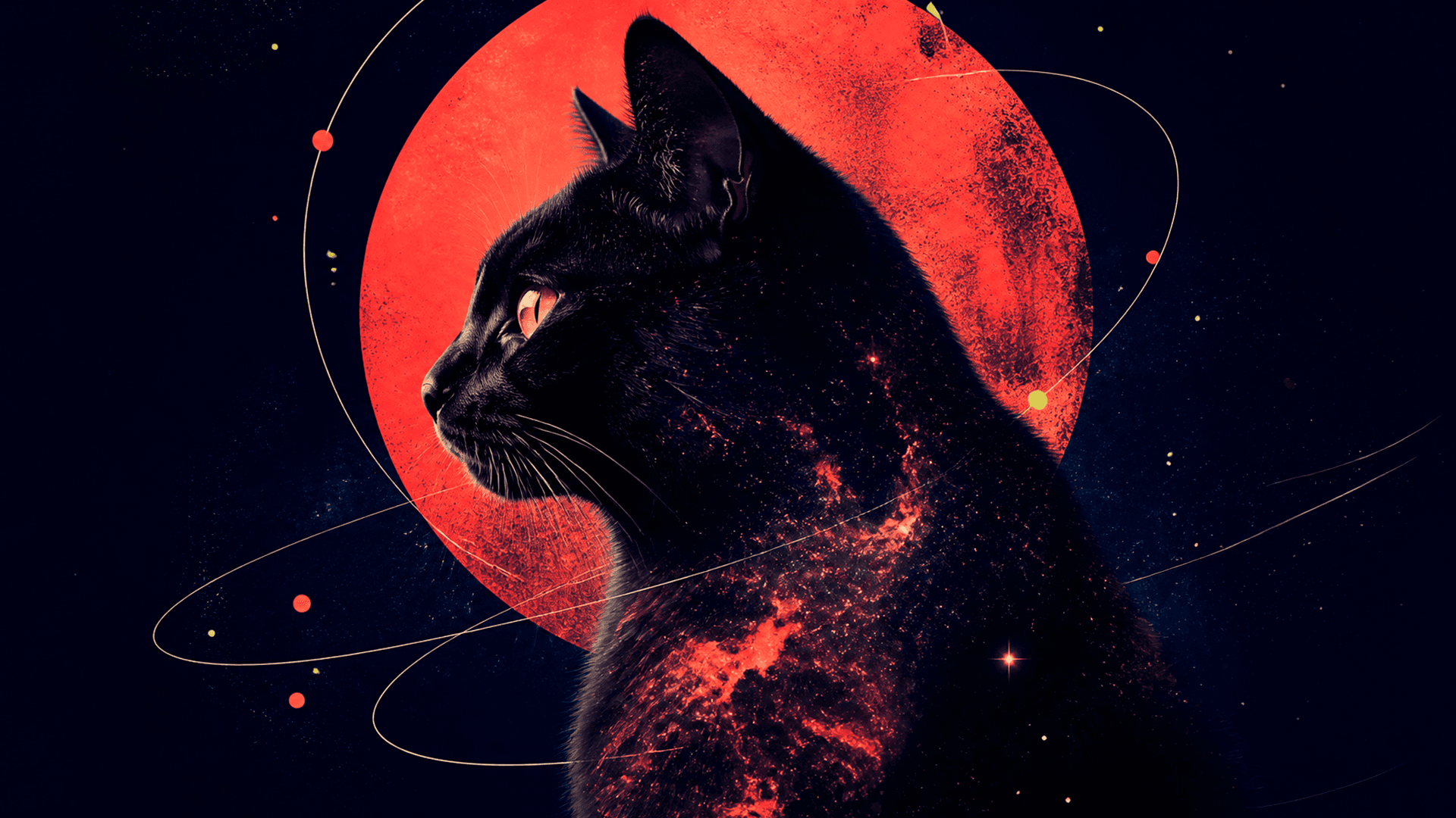 Кошачья вселенная