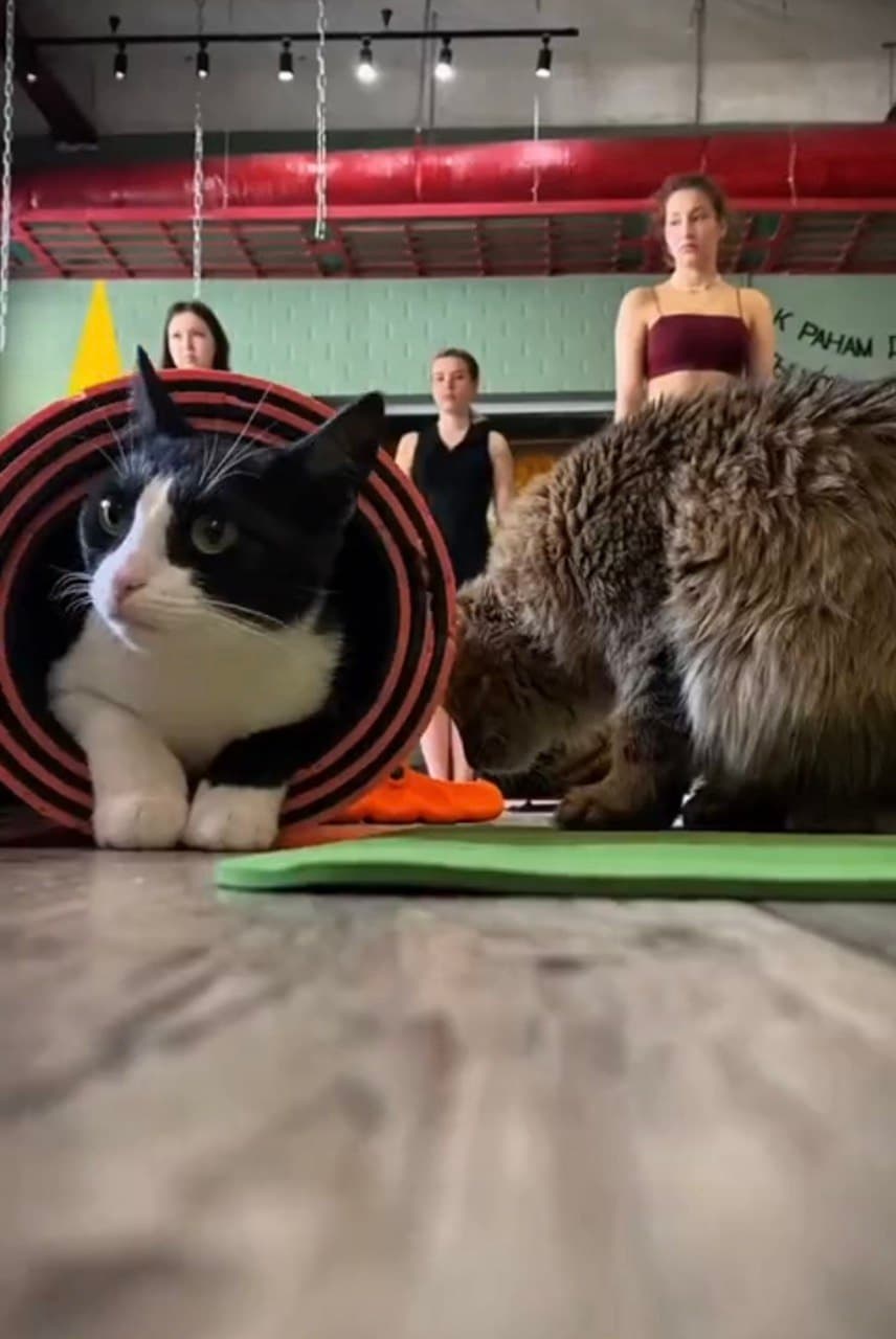 Йога с котиками