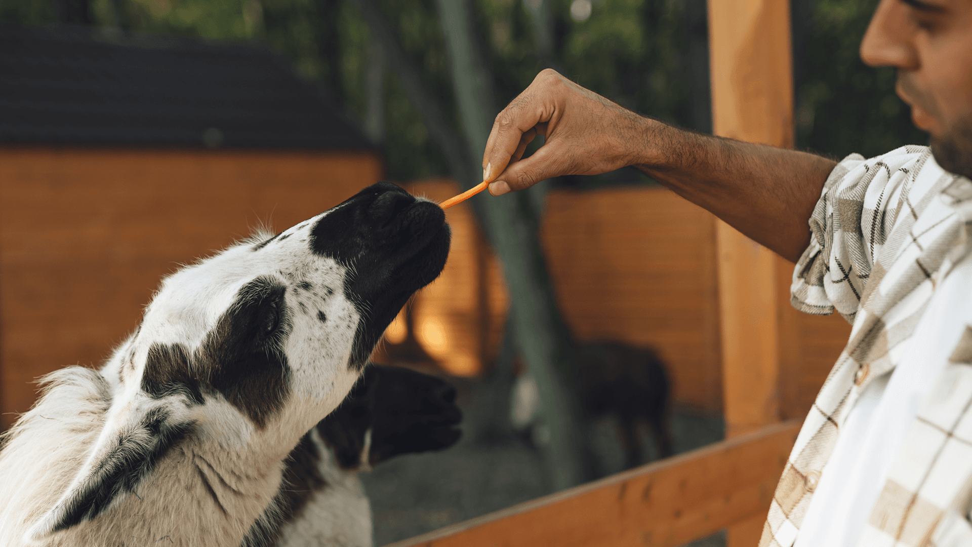 Парк альпак «Симба»