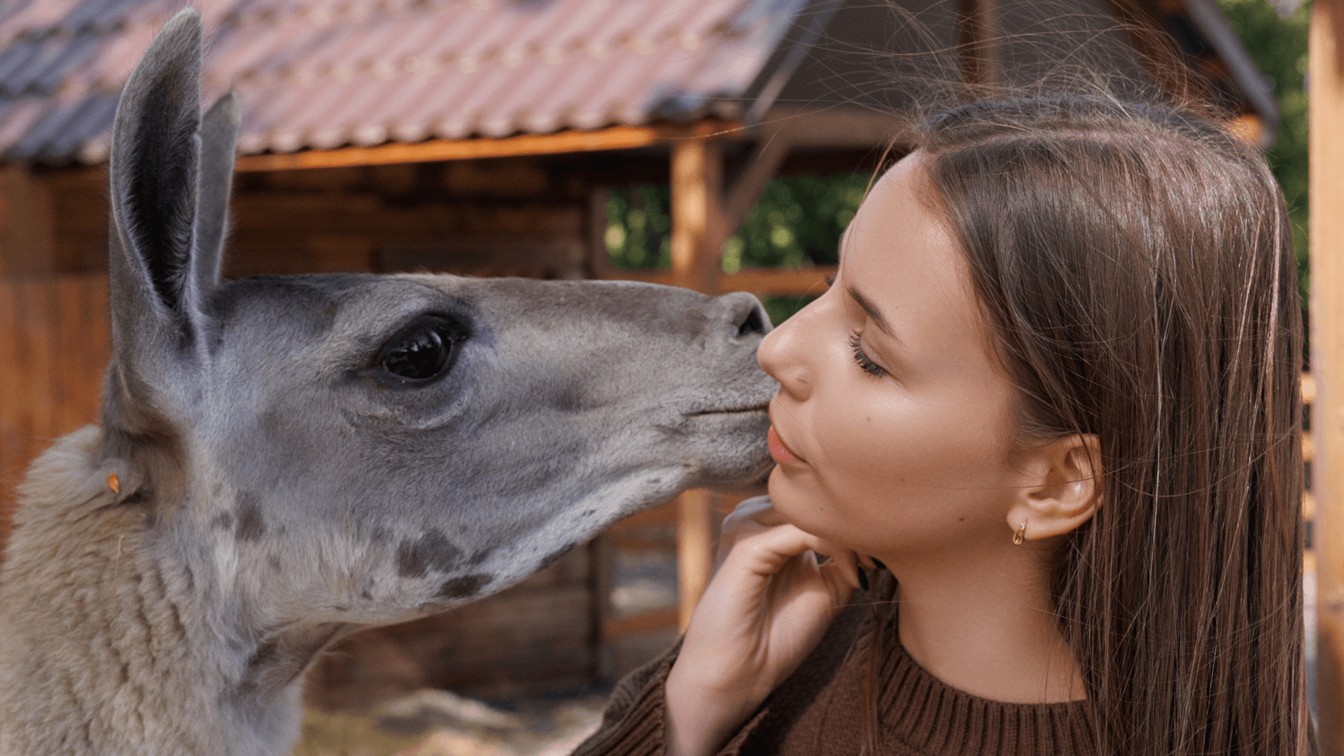 Парк альпак «Симба»