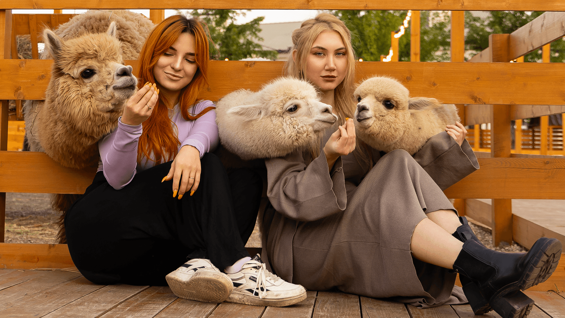 Парк альпак «Симба»