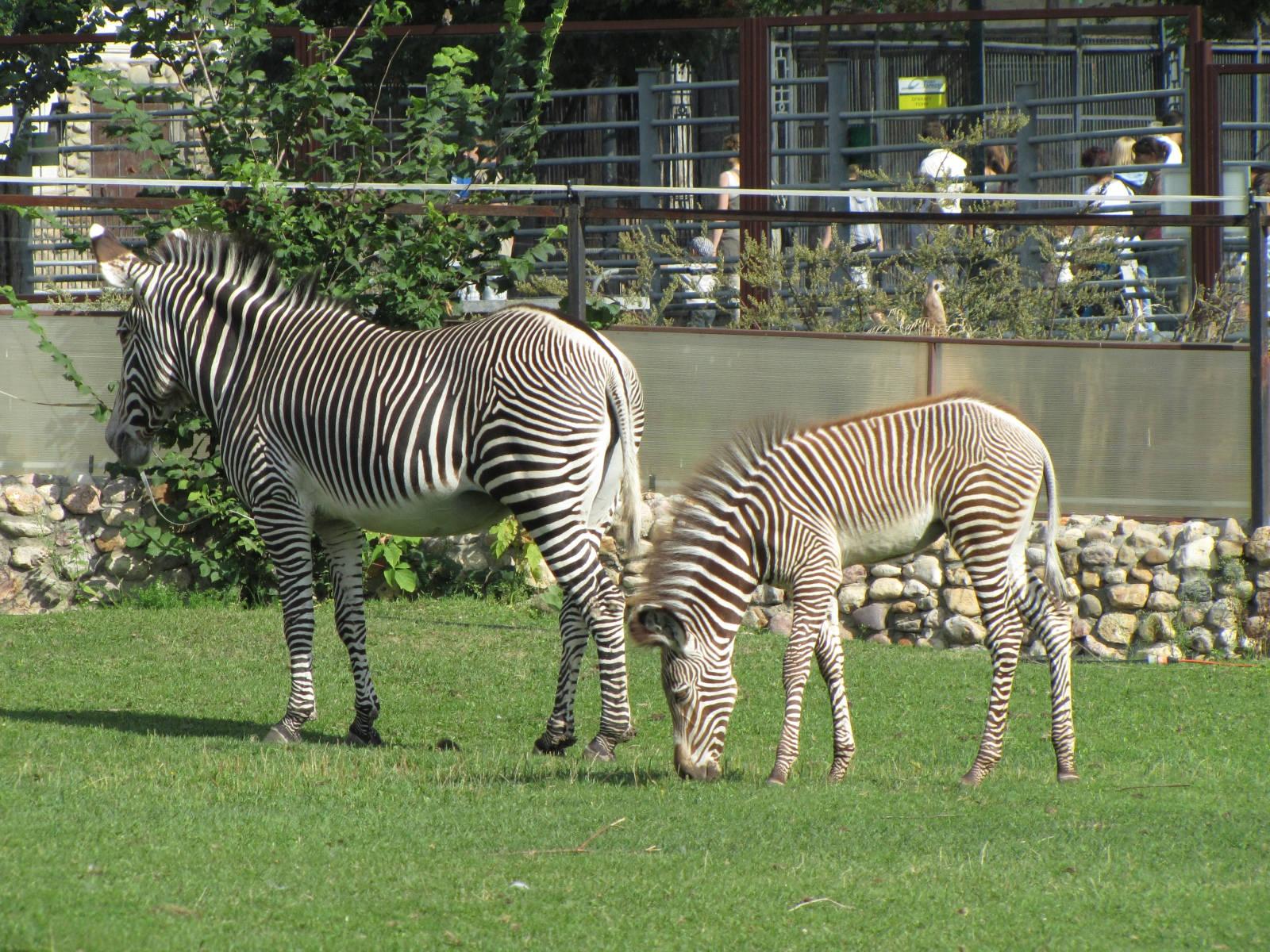 Zoo r. Московский зоопарк. Зоосад Московского зоопарка. Московский зоопарк, Москва. Московский зоопарк Москва животные.