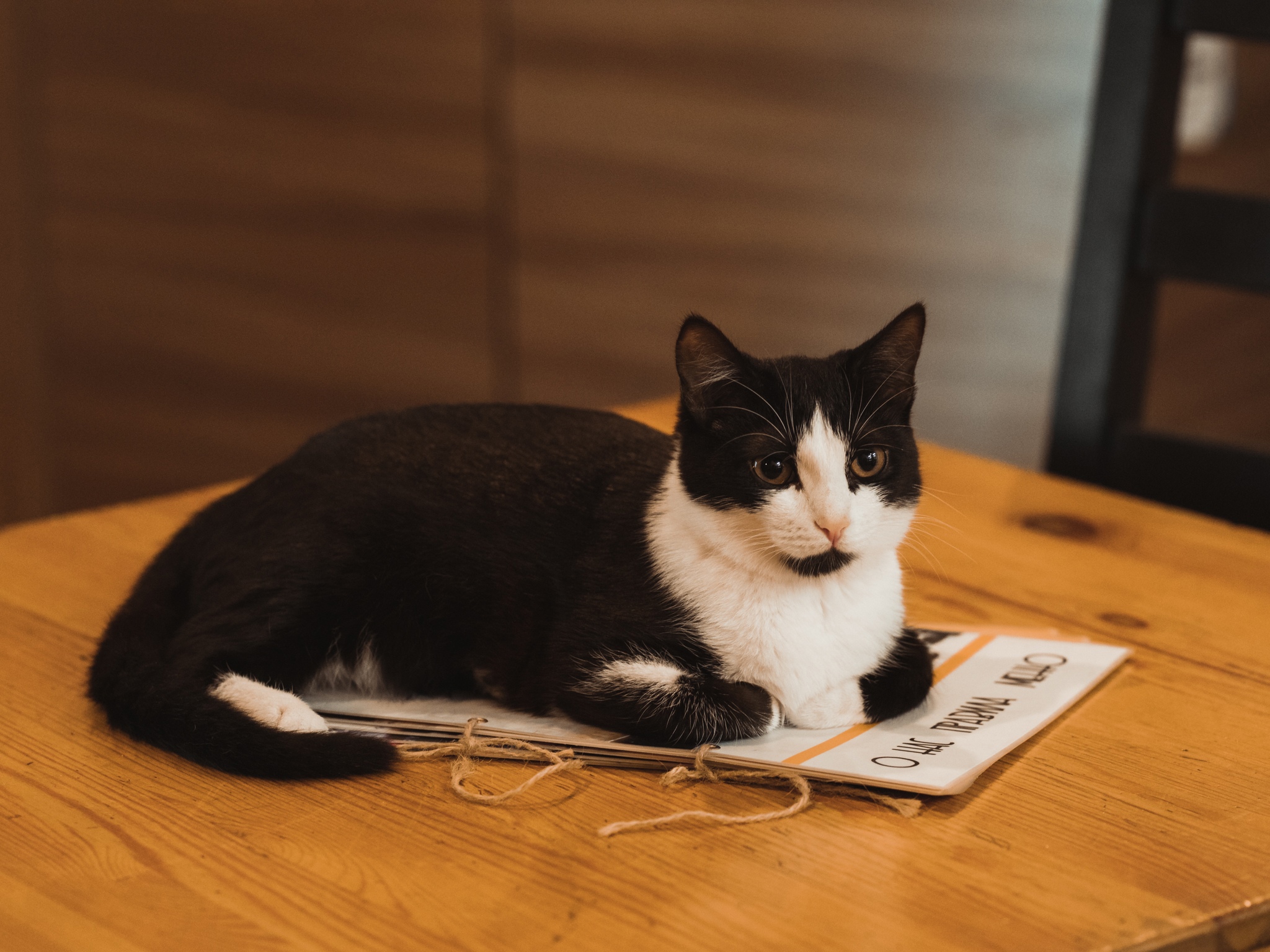Котокафе Murchim на Коммунистической улице