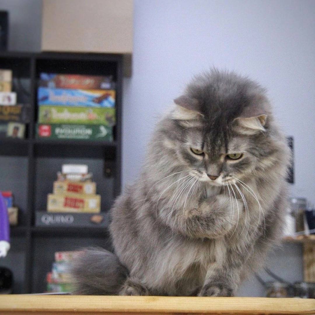 Котокафе Murchim на улице Блюхера