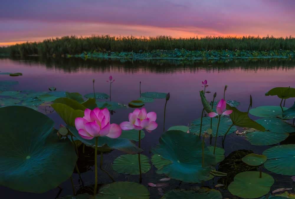 Лотосовые поля (Астраханский биосферный заповедник)