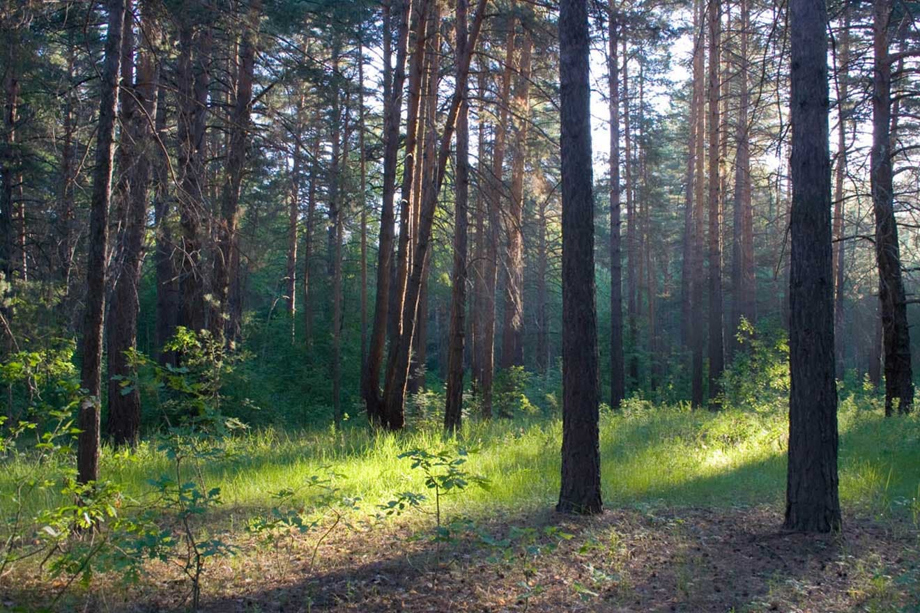Муранский бор