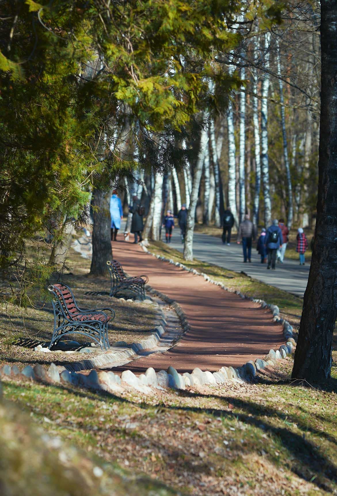 Березовая аллея