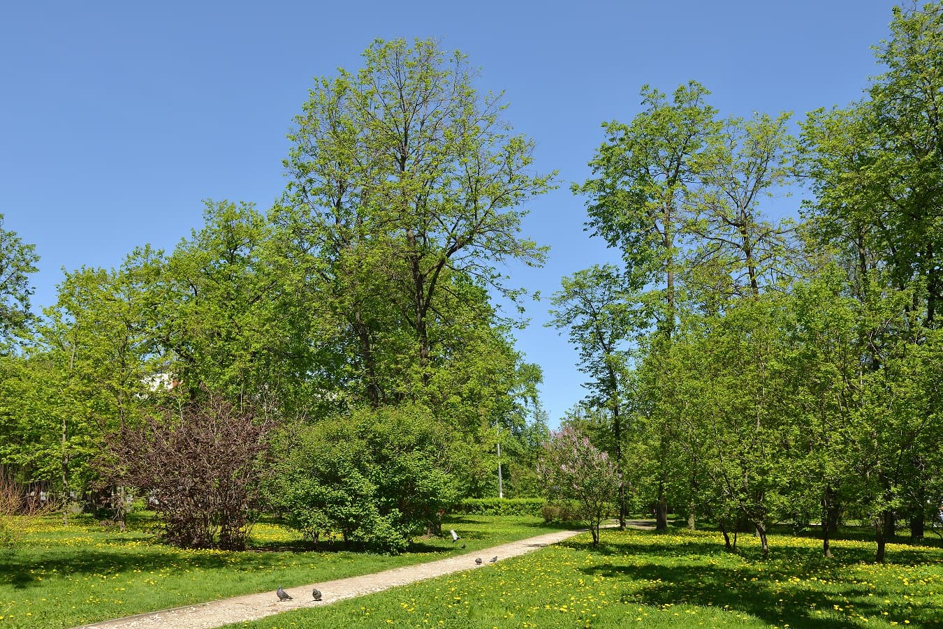 Петровский парк
