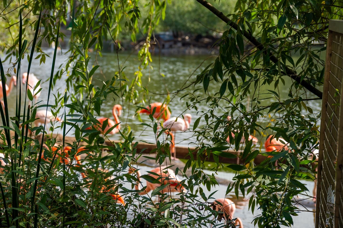 Фламинго