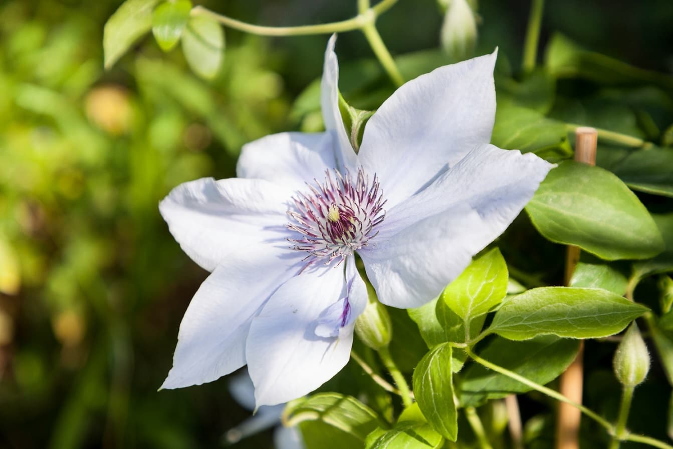Кузбасский ботанический сад