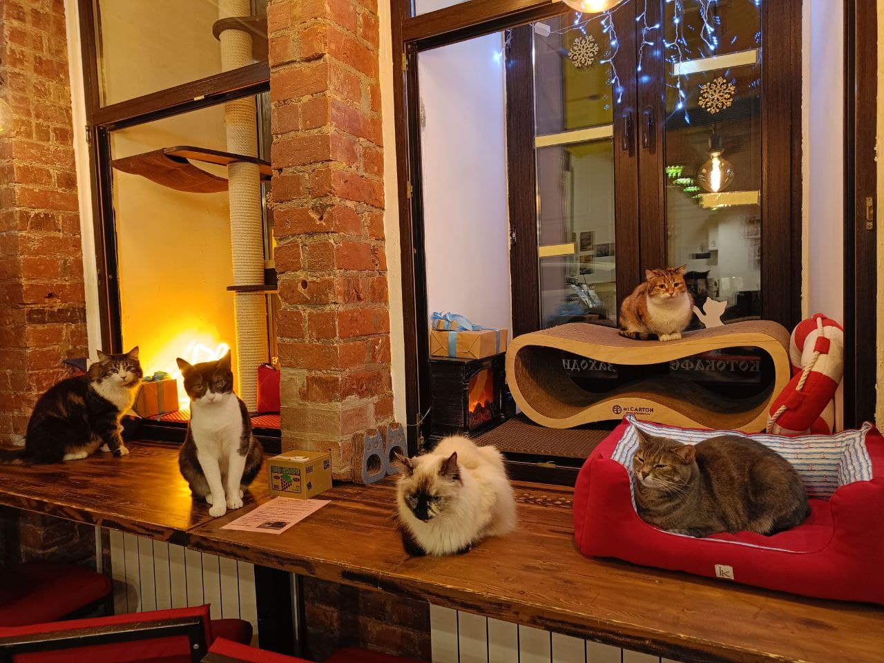 Котокафе «MoreКот»