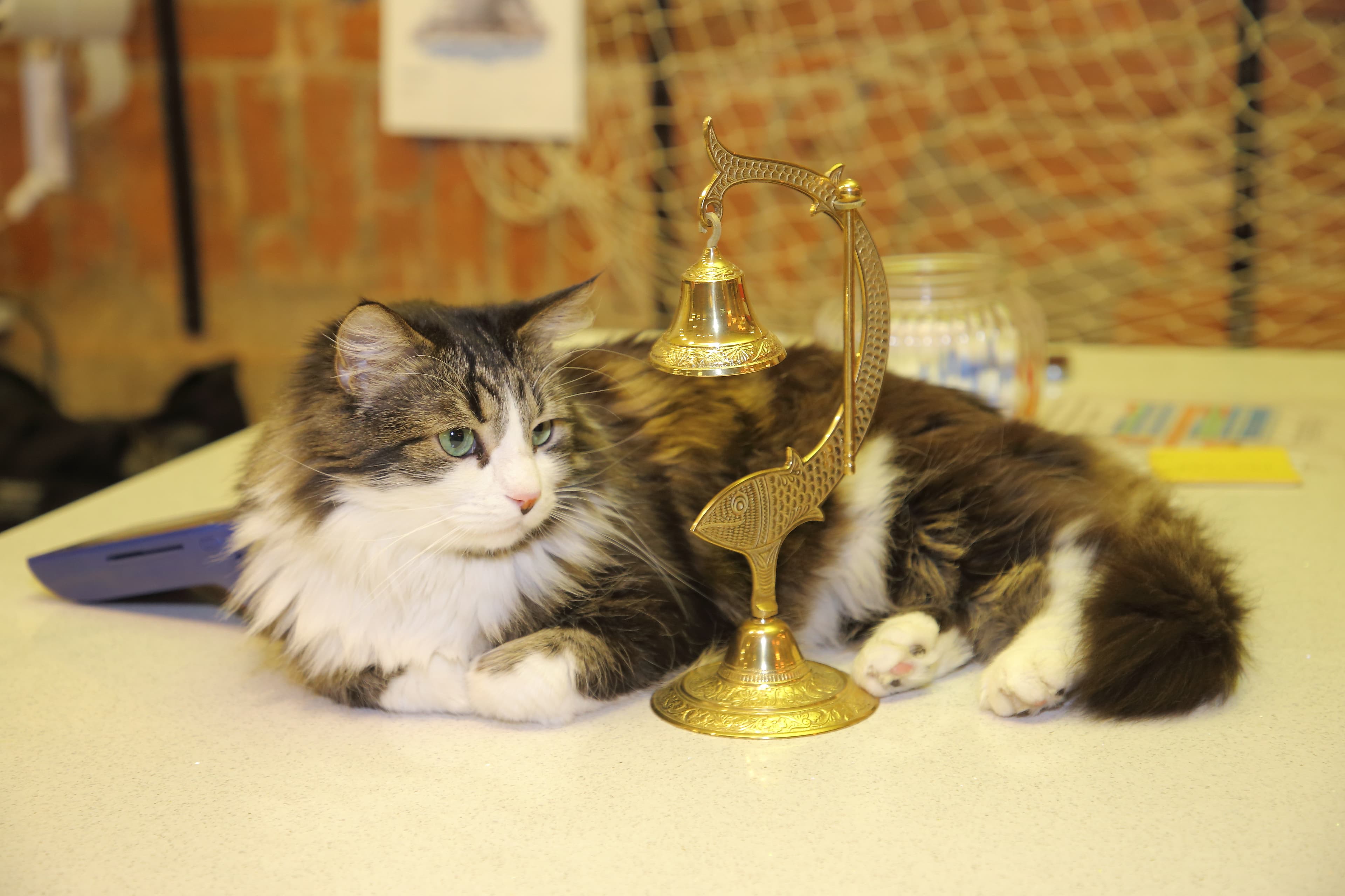 Котокафе «MoreКот»