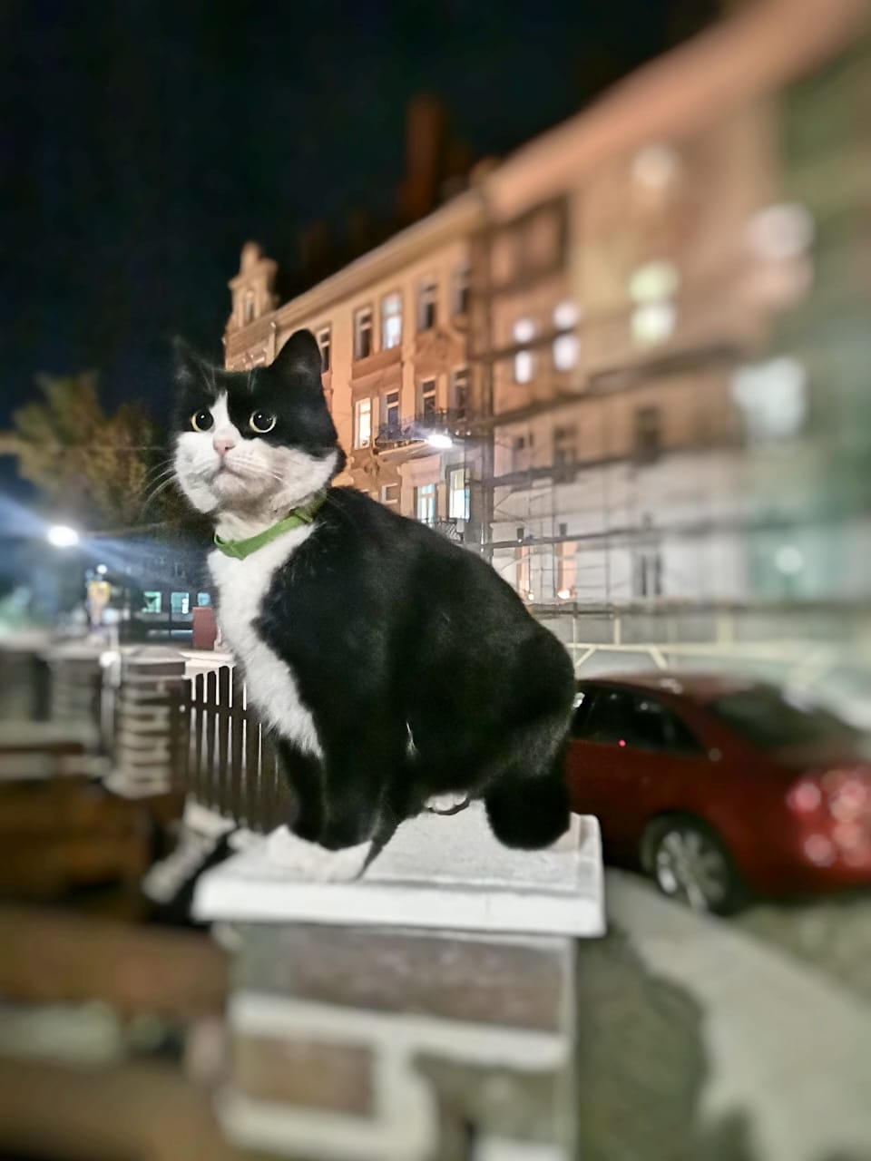 Таверна «Зеленая Кошка»